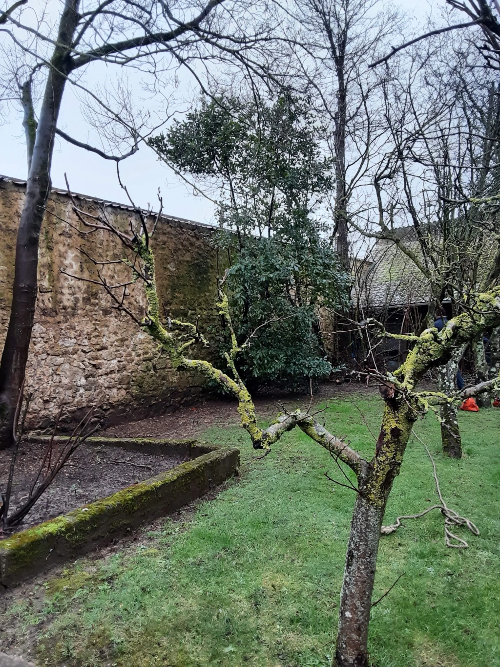 Élagueur et expert en abattage d’arbre